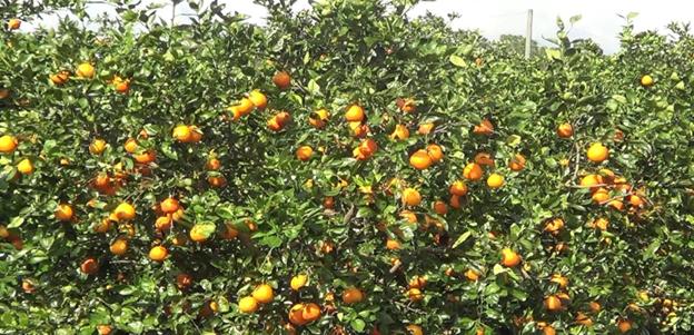 Citrus Farm