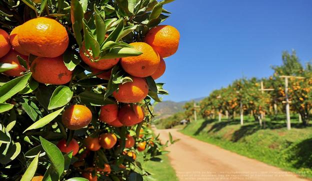 Citrus Fruit