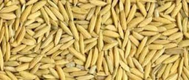 Rice Grains