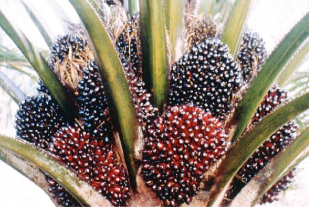 Palm Tree With Fruits and Kernels