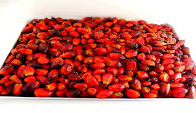 Palm Fruits/Kernels