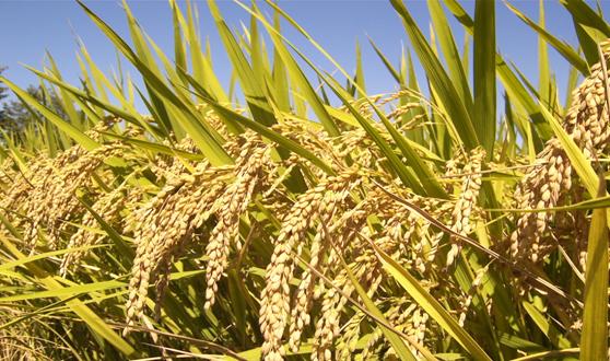 Rice Farm