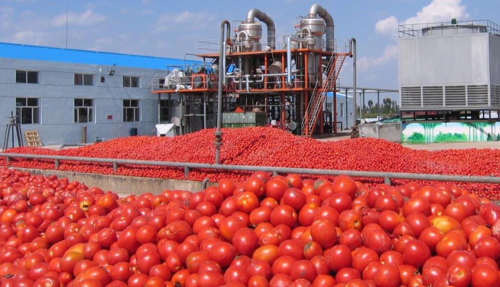 Tomato Processing